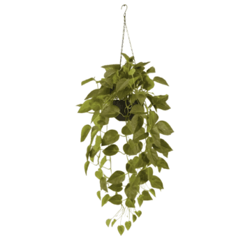 Hanging Plant – Lush Pothos