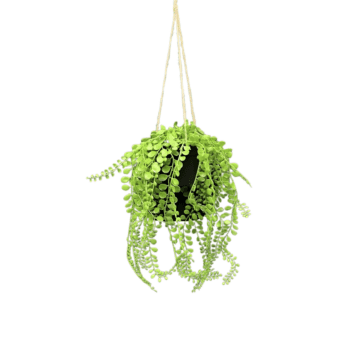 Hanging Plant – String of Ferns