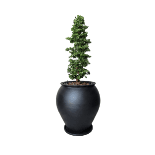 Bonsai Tree - BOT1