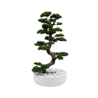Bonsai Tree - BOT2