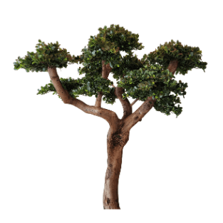 Bonsai Tree - BOT3