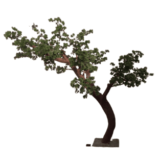 Bonsai Tree - BOT5