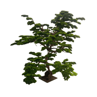 Bonsai Tree - BOT7