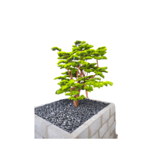 Bonsai Tree - BOT8