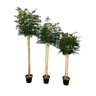 Bamboo Tree - BT1
