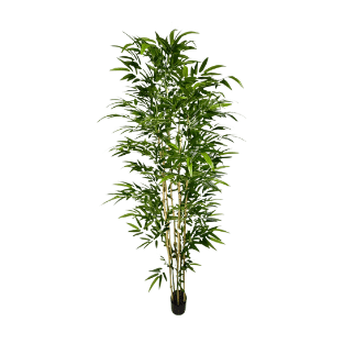 Bamboo Tree - BT2