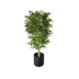 Bamboo Tree - BT5