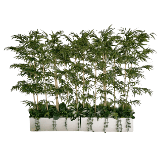 Bamboo Tree - BT8