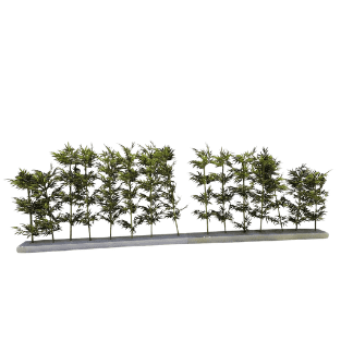 Bamboo Tree - BT9
