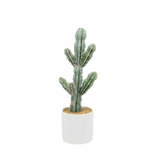 Cactus - CA1