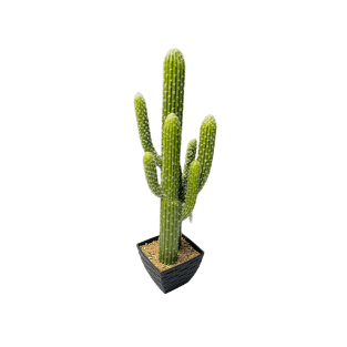 Cactus - CA10