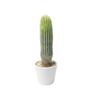 Cactus - CA11