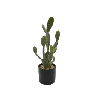 Cactus - CA12