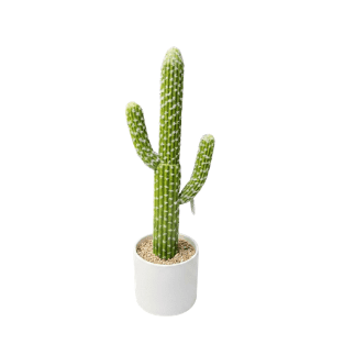 Cactus - CA13