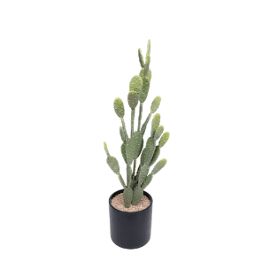 Cactus - CA2