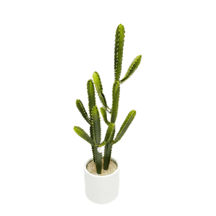 Cactus - CA3