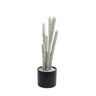 Cactus - CA4