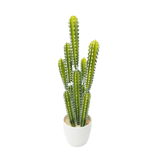 Cactus - CA5
