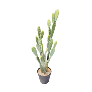 Cactus - CA6