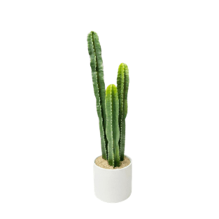 Cactus - CA7