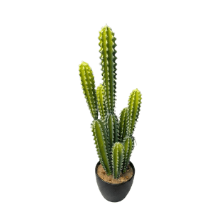 Cactus - CA8
