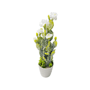 Cactus - CA9