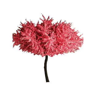 Cherry Blossom - CB3