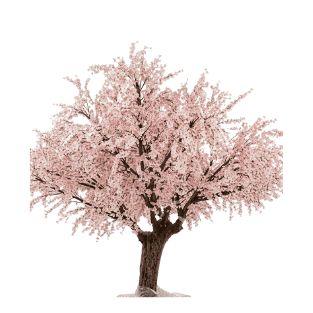 Cherry Blossom - CB4
