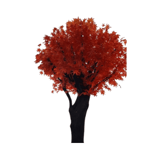 Cherry Blossom - CB6