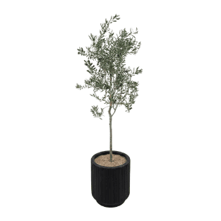 Fresh Plant - FP1