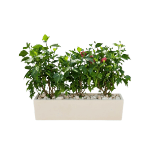 Fresh Plant - FP11