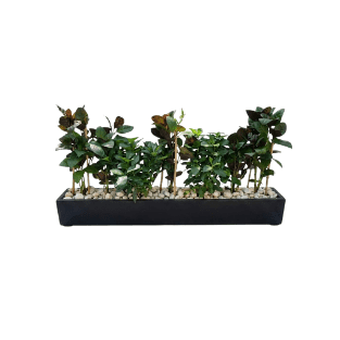 Fresh Plant - FP12