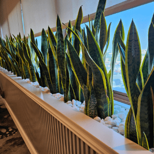 Fresh Plant - FP16