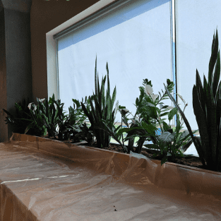 Fresh Plant - FP17