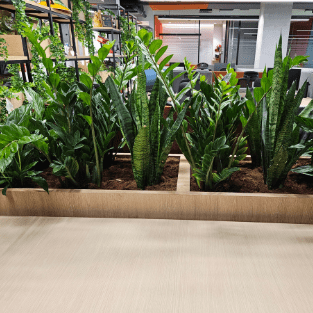 Fresh Plant - FP18