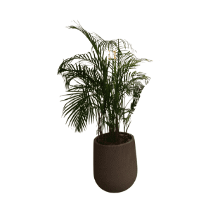 Fresh Plant - FP2