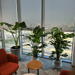 Fresh Plant - FP20