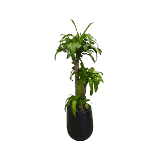 Fresh Plant - FP3