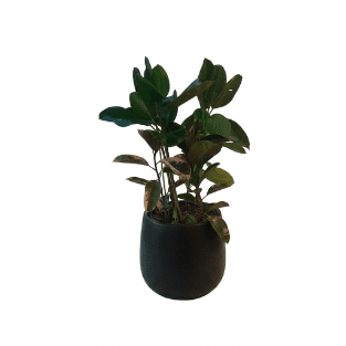 Fresh Plant - FP6