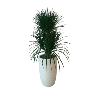 Fresh Plant - FP7