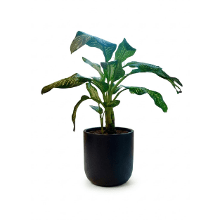 Fresh Plant - FP8