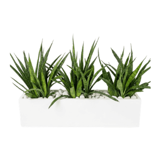 Fresh Plant - FP9