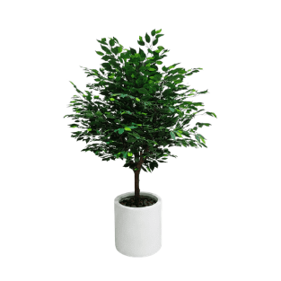 Ficus Tree - FT1