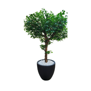 Ficus Tree - FT10