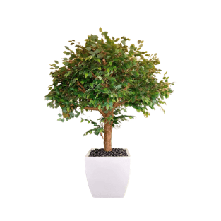 Ficus Tree - FT11