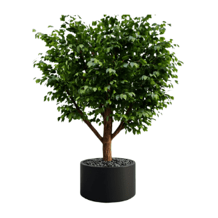 Ficus Tree - FT12