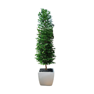 Ficus Tree - FT13