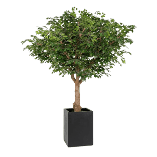 Ficus Tree - FT14