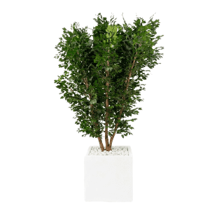 Ficus Tree - FT15