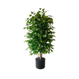Ficus Tree - FT16